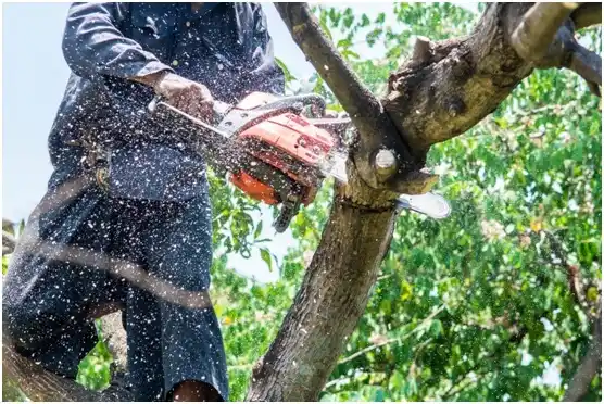 tree services Gordonsville